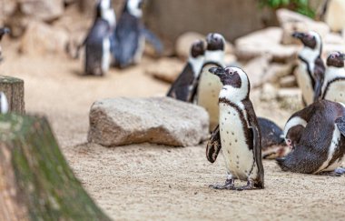 Penguen sürüsünün kumlarında duruyor.