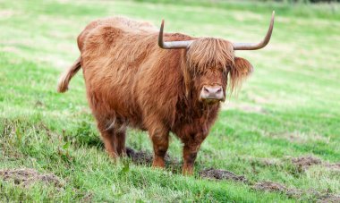 Highland Sığırları uzun saçlarıyla gözlerine bakıyor.