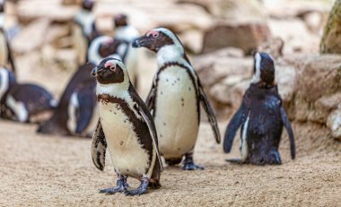 Penguen sürüsünün kumlarında duruyor.