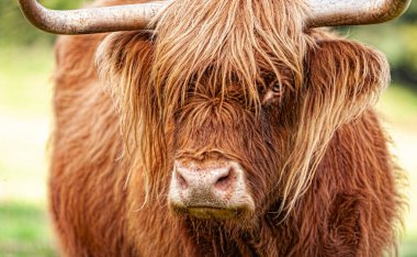 Highland Sığırları uzun saçlarıyla gözlerine bakıyor.
