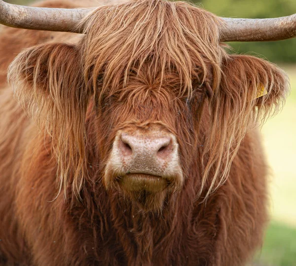 Highland Sığırları uzun saçlarıyla gözlerine bakıyor.
