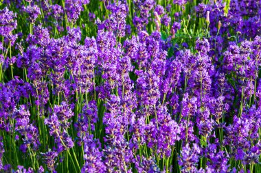 Lavanta, değerli süs bitkileri, eflatun çiçekler, mavimsi, vahşi mavi. Aroma ve lezzetli parfüm.