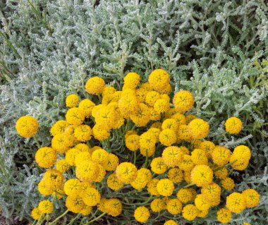 Santolina chamaecyparissus, sarı çiçekli geleneksel vahşi tıbbi bitki
