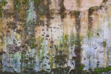 Eski orman duvar nem, verdigris, moss, yonga ile doku, ...