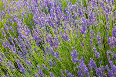Lavanta, değerli süs bitkileri, eflatun çiçekler, mavimsi, vahşi mavi. Aroma ve lezzetli parfüm.