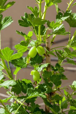Taze dikenli kırmızı kuş üzümü küme Bush