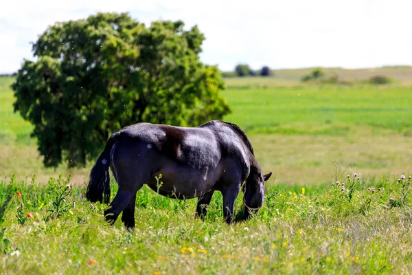 Cavalo Negro Pastando Primavera Prado — Fotografia de Stock