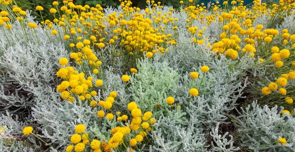 Santolina Chamaecyparissus Traditionella Vilda Medicinalväxt Med Gula Blommor — Stockfoto