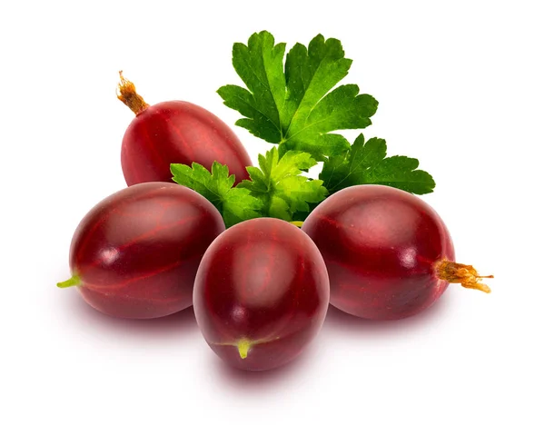 Köstliche Rote Stachelige Rote Johannisbeeren Ribes Hirtellum Gerittene Stachelbeere Vor — Stockfoto