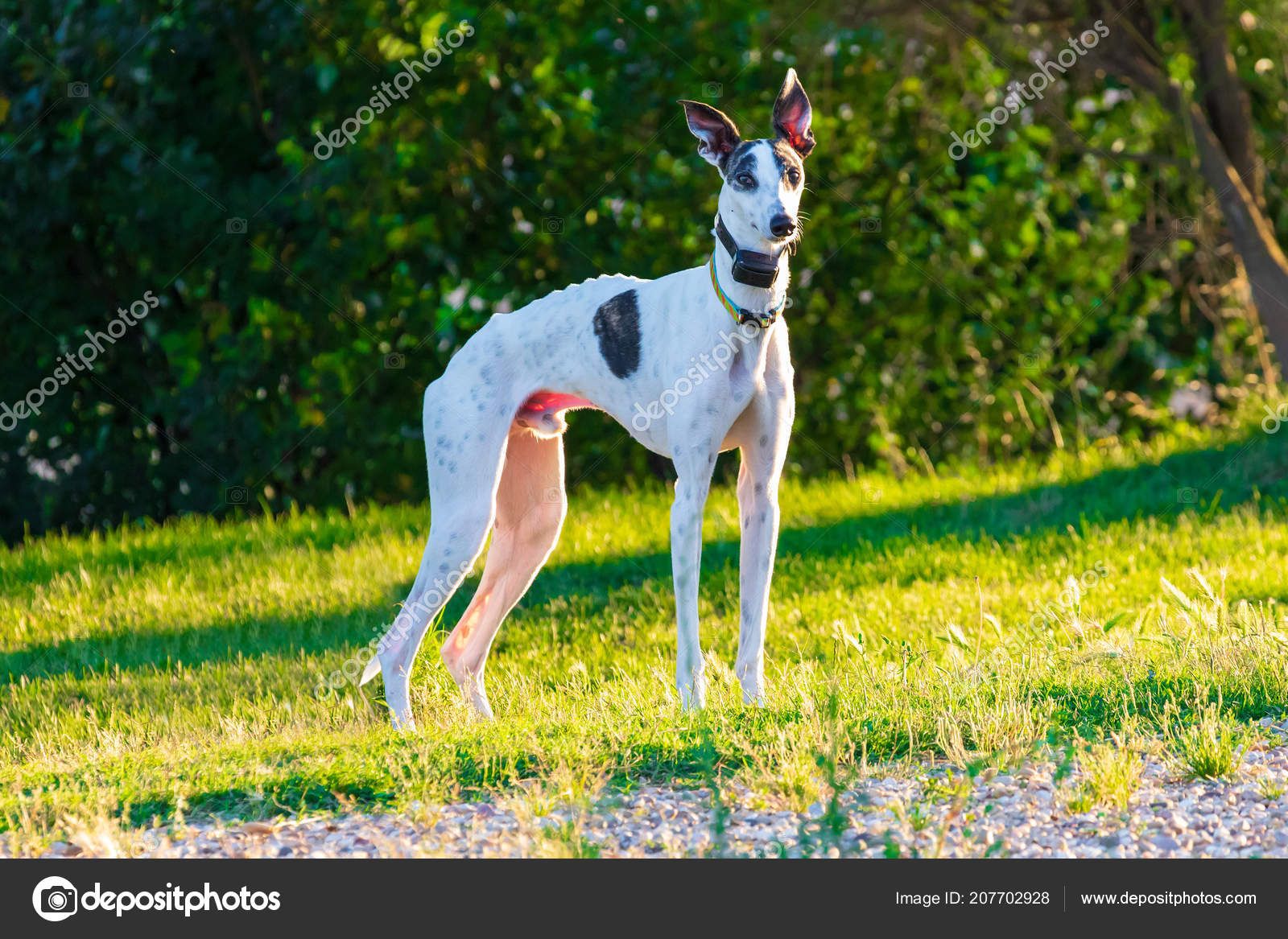 Greyhound Dog White Color Black Specks Colorful Necklace Gps