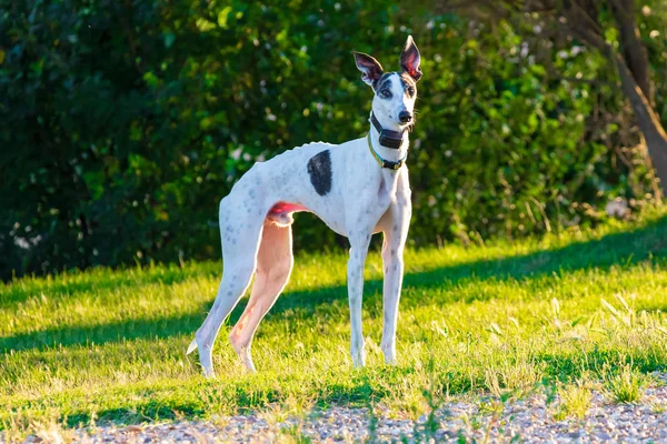 Greyhound (köpek) beyaz renk ve siyah benekler. Gps köpekler ile renkli kolye ile. Bir parkta ağaç ve güneşli öğleden sonra yeşil çim.
