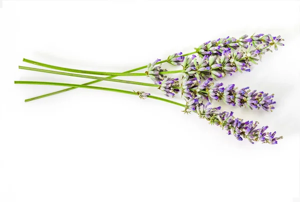 Μπουκέτο Λουλούδια Και Λεβάντα Σπόροι Άσπρο Φόντο Απομονωμένο — Φωτογραφία Αρχείου