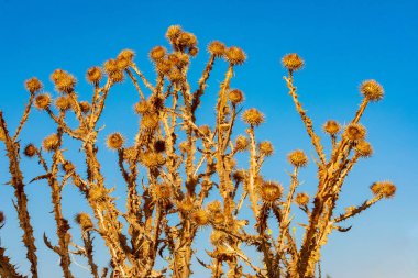 Texture of dry thistles in summer and blue sky. Ocher, brown, yellow, straw and light blue colors. clipart