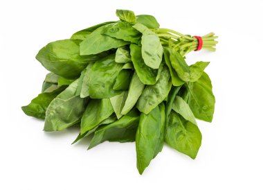 Buket taze fesleğen yaprakları. Beyaz arka plan üzerinde izole.