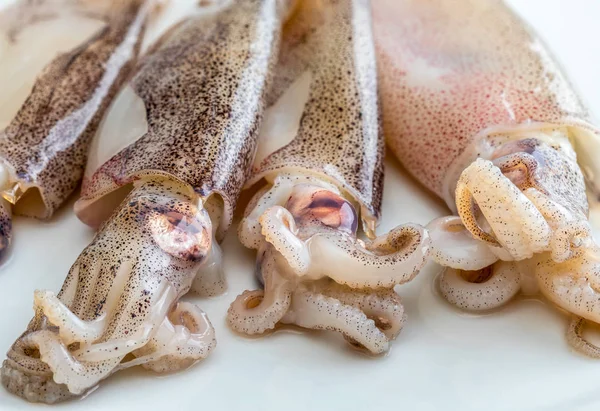 Çok taze bebek squids taze denizde yakaladı