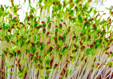 Germinated taze ve çiğ yonca filizlenir. Beyaz arka plan üzerinde izole yakın çekim.
