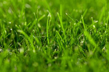 Yakın çekim yeşil çim, taze ve ıslak. Bokeh ve güneş fişekleri ile güzel doku.