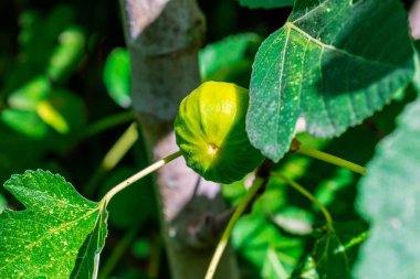 Yakın çekim yeşil ve olgun incir incir ağacı sonbahar gündoğumu, Tarih.