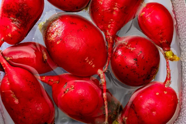 Ecological radishes (red radishes - rabanitos) of intense red color. Wash in a container of water.