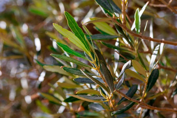Background Leaves Stems Branches Olive Tree Defocused Texture Green Tones — Stock Photo, Image