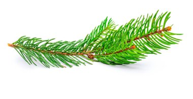Küçük dal Noel ağacının (Picea abies, Ladin, yanlış Ladin). Beyaz arka plan üzerinde izole.