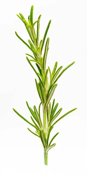 Beautiful Small Branch Rosemary Foreground Isolated White Background — Stock Photo, Image