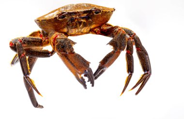 Galiçya Necoras (Galiçya 'dan) hareket halinde. Biscay ve Atlantik Körfezi 'nden nefis deniz ürünleri. Beyaz arkaplanda taze ve canlı yengeçler.