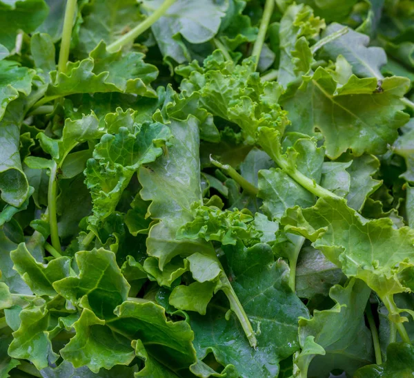 Des Bourgeons Chou Frisé Chou Salade Aspect Rustique Sain — Photo