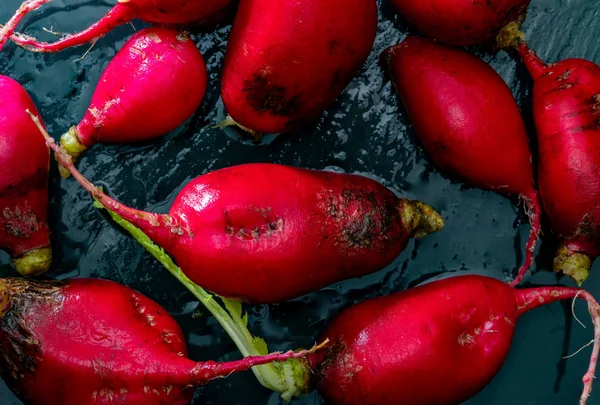 Ecological radishes (red radishes - rabanites) of intense red color. Close-up on black background.