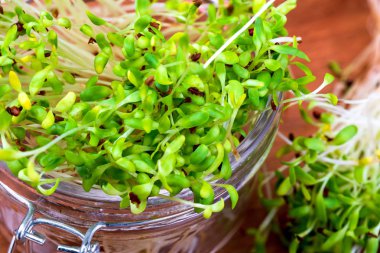 Germinated taze ve çiğ yonca filizlenir. Sağlıklı ve sağlıklı di