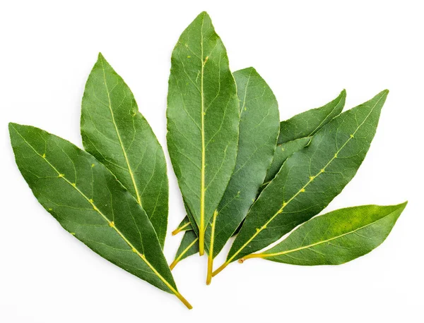 Hojas de laurel frescas y secas. Con bolas de pimienta negra. Aislado sobre fondo blanco. — Foto de Stock