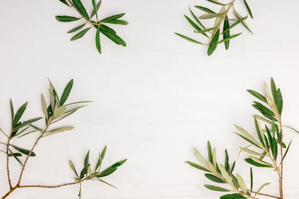 Şube ve metninizi buraya eklemek için beyaz arka plan doku ve uzay ile zeytin ağacının yaprakları.