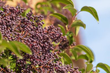 Ligustrum lucidum (Japonya Arboreal Aligustre). Ağaç ve meyve yakın çekim.