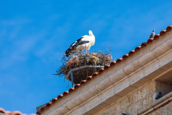 一对在教堂尖顶上筑巢的鹤。阳光明媚的一天和蓝天. — 图库照片
