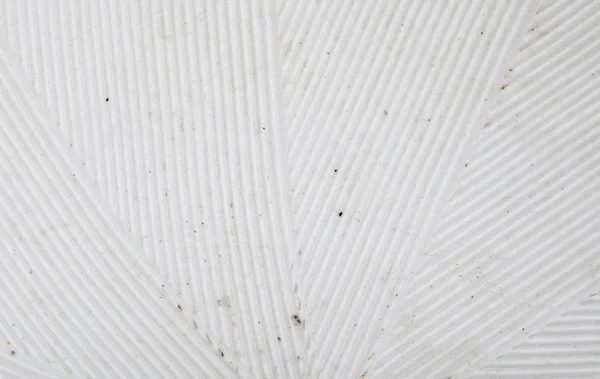 Zarte gestreifte Textur (stria) in weiß. Nahaufnahme von Suribachi und Surikogi (japanischer Streifenmörtel)). — Stockfoto