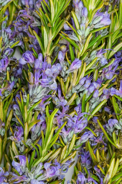 Bouquet of fresh rosemary and green with delicate purple flowers. Close-up. — Stock Photo, Image