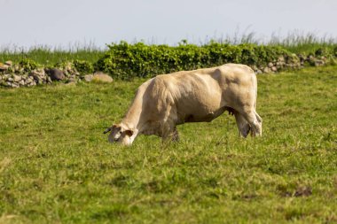 Boğa (inek) yeşil çayırda otlu. Cantabria.