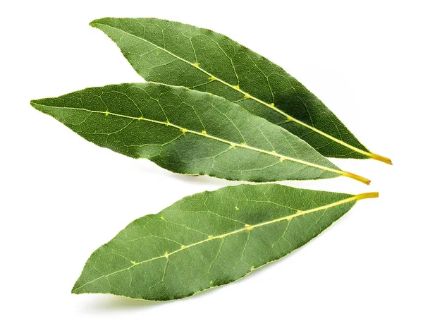 Hojas de laurel frescas y secas. Con bolas de pimienta negra. Aislado sobre fondo blanco. — Foto de Stock