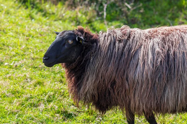 Uzavření ovcí s dlouhými vlasy (vlnou) černé a bílé barvy. Cantabria. — Stock fotografie