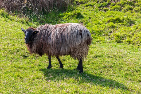 Sheep of long hair (wool) of black and white color. Cantabria.