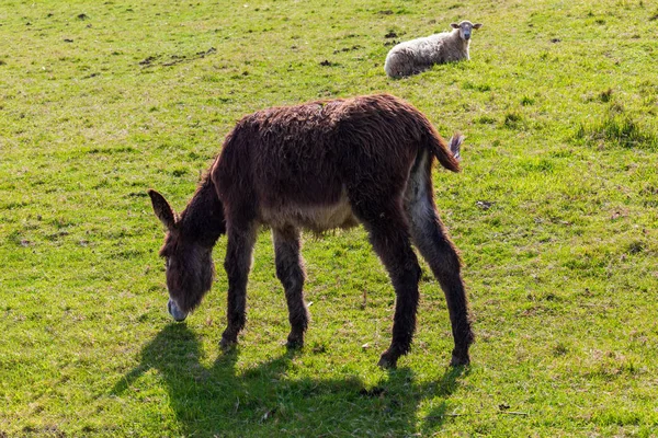Beautiful donkey and sheep grazing on sunny day.
