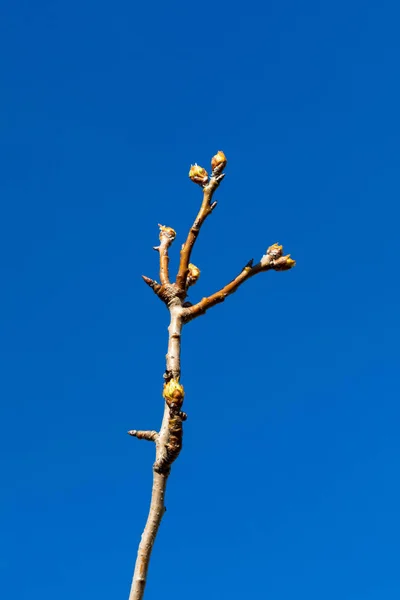 Primo piano di germogli di mele e boccioli che crescono su melo (albero da frutto varietà Reineta). Giorno soleggiato di primavera . — Foto Stock