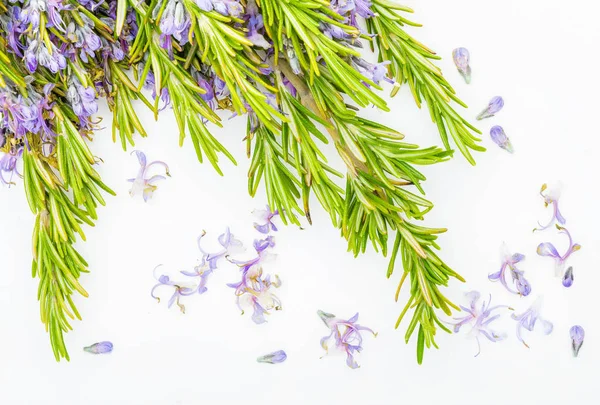 Profumo di rosmarino fresco e verde con delicati fiori viola. Isolato su sfondo bianco . — Foto Stock