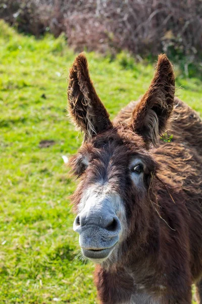 Beautiful donkey on sunny day. Close-up. — Stock Photo, Image