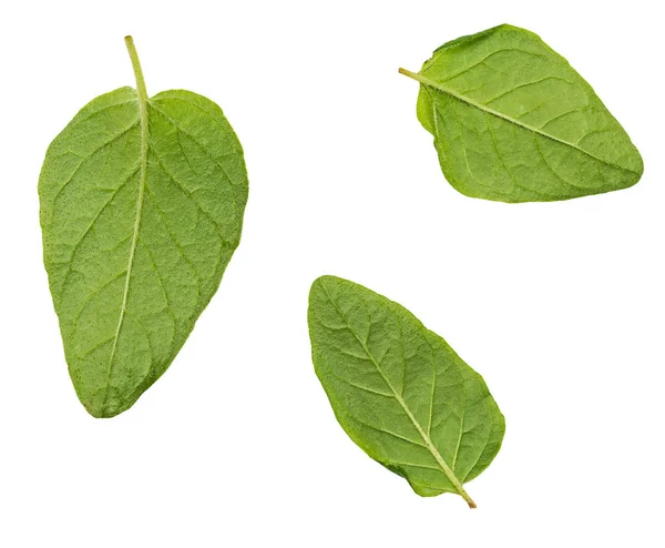 Revertir las hojas verdes y frescas de orégano (especia). Grupo aislado sobre fondo blanco . — Foto de Stock