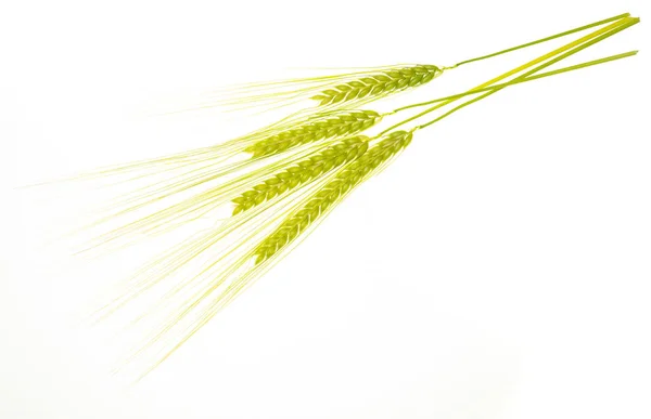 Yeşil arpa kulakları (taze). Beyaz arka planda yalıtılmış.