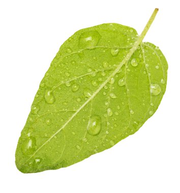 Ters yeşil ve kekik taze yaprak (baharat). Mikro damla suyla. Beyaz arka planda yalıtılmış.