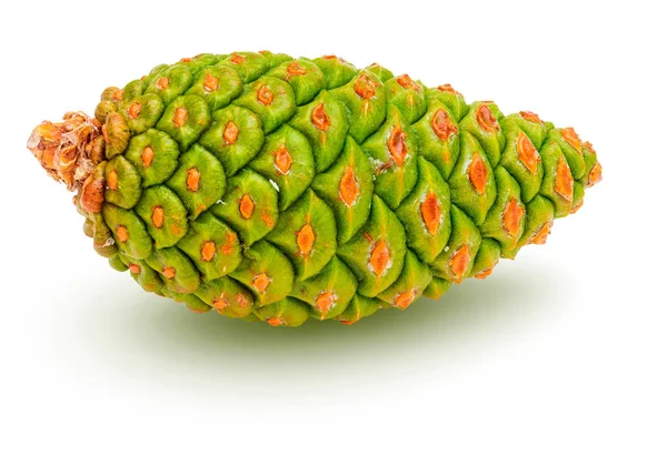 Yabani çam yeşil koni (Pinus Silvestris L.). Beyaz arka planda yalıtılmış.