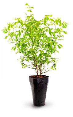 Kızılcık bitkisi (yaban mersini - Vaccinium corymbosum) saksıda. Beyaz arka planda yalıtılmış.