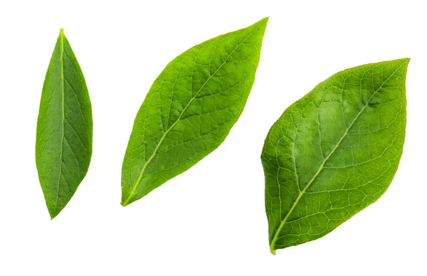 Primer plano de las hojas verdes delanteras de arándano (arándanos azules - Vaccinium corymbosum). Aislado sobre fondo blanco . — Foto de Stock